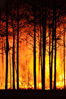 Raging forest fire glows yellow-orange through the trees