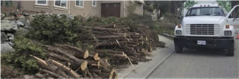 Piles of slash along side of road neatly stacked with cut ends toward the road